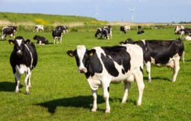 cattle in field