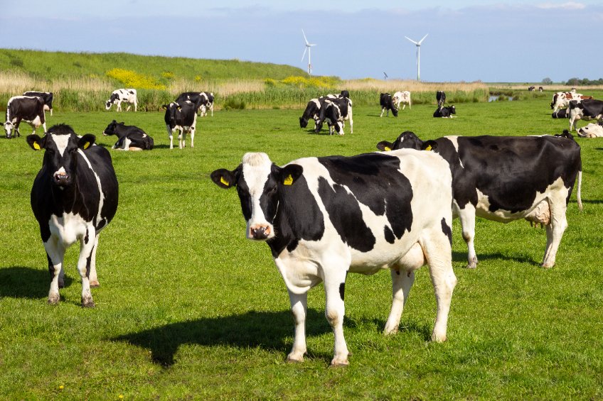 cattle in field