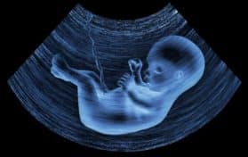 fetus in womb