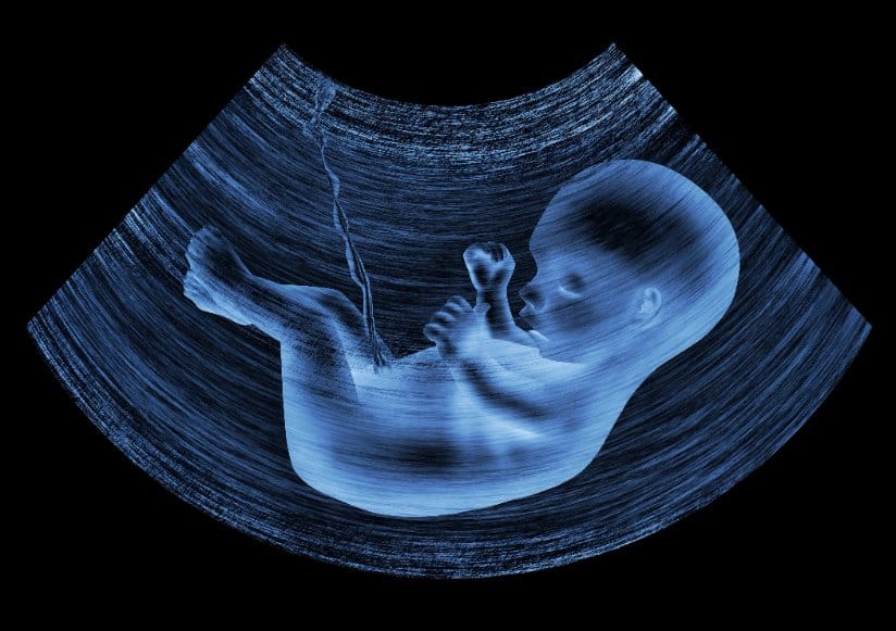 fetus in womb