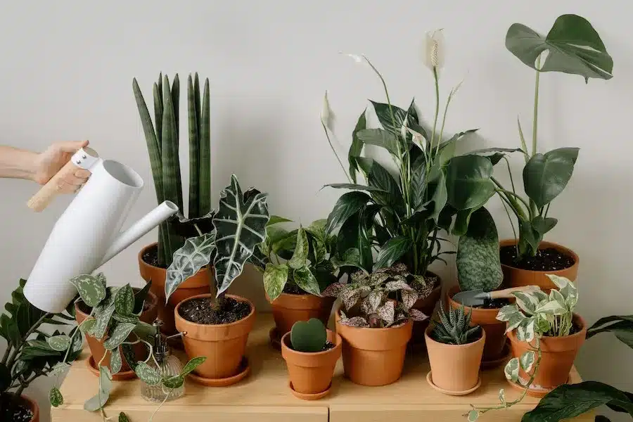 Indoor Gardening In New York - This Nation Indoor Gardening In New York