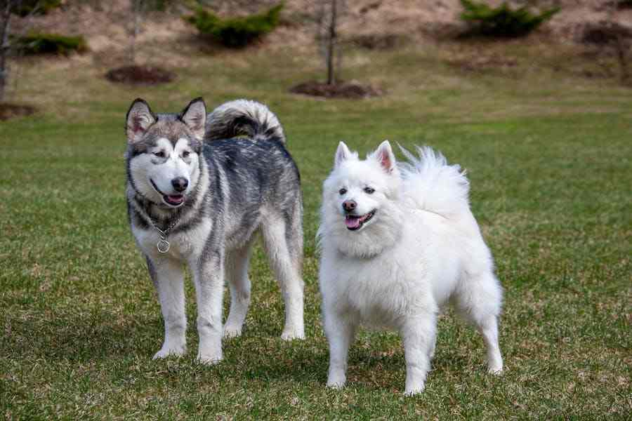 Debunking Myths About Dogs
