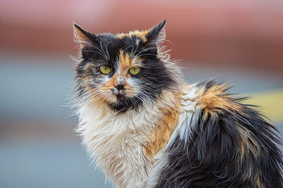 Meet Nala Cat The Instagram Star with a Ton of Fans Tymoff