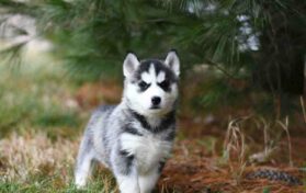 Pet DNA Tests
