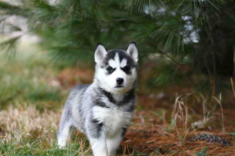 Pet DNA Tests - This Nation Pet DNA Tests