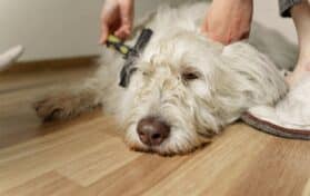 Why Choose InHome Dog Grooming Services in NYC
