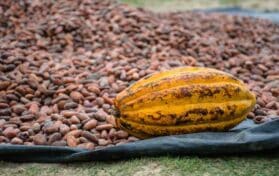 A steadfast cocoa landscape in 2025