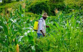 Why You Should Get Legal Help for a Dacthal Pesticide Lawsuit